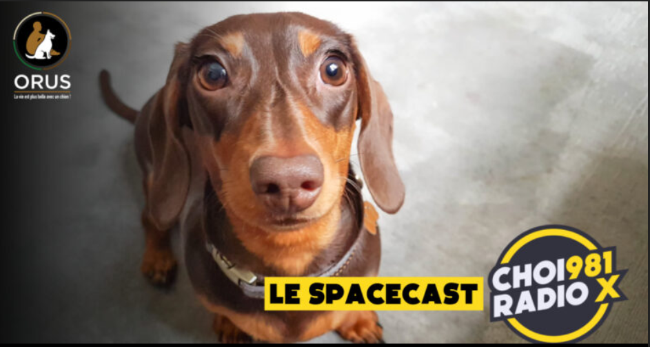 Christophe commente le procès d’Expédition Mi-Loup, de l’importance de choisir la bonne nourriture pour notre animal et la race de chien de la semaine…Le Teckel!"